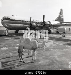 1955, storico nativo maschio africana sul cammello utilizza il clacson per annunciare l'arrivo di "Clio" un Boeing 377 BOAC G-ANUC stratocruiser aeromobili. Foto Stock