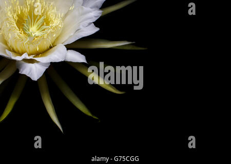 Hylocereus undatus, bianco esotico fiore di cactus, dragon frutto di notte fiori sbocciano Botanical bella arte della fotografia Foto Stock