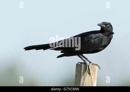 Grande-tailed grackle (Quiscalus mexicanus) maschio in pole, penisola di Bolivar, Texas, Stati Uniti d'America Foto Stock