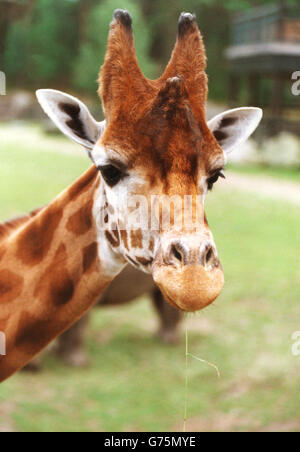 Giraffa presso lo Zoo Foto Stock