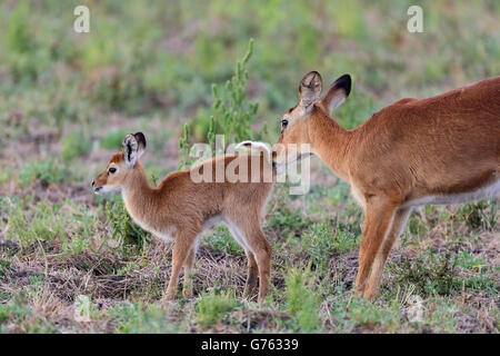Puku, (Kobus vardonii) Weibchen und Jungtier, South Luangwa National Park, Zambia, Afrika Foto Stock