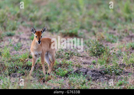 Puku, (Kobus vardonii) Jungtier, South Luangwa National Park, Zambia, Afrika Foto Stock