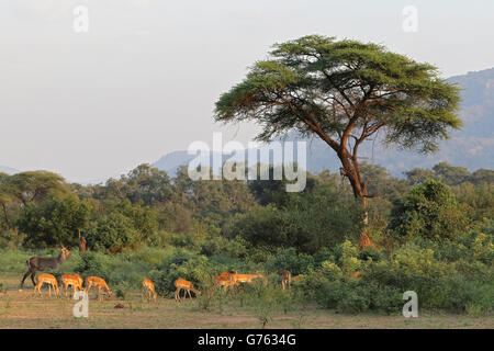 Gemeiner Wasserbock, (Kobus ellipsiprymnus) Impala (Aepyceros melampus) Schirmakazie (Acacia tortilis) Inferiore Sambesi Nationalpark, Zambia, Afrika Foto Stock