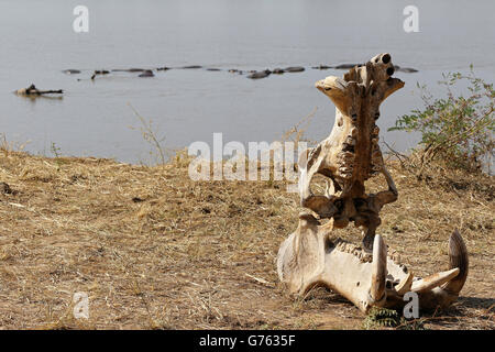 Flusspferd, (Hippopotamus amphibius), Schaedelknochen, South Luangwa National Park, Zambia, Afrika Foto Stock