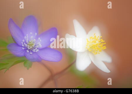 Hepatica e legno Anemone, natura Parco Danubio superiore, Baden-Württemberg, Germania / (Hepatica nobilis), (Anemone nemorosa ,) Foto Stock