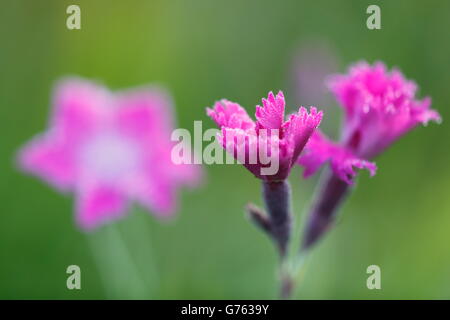 Ragged Rosa, natura Parco Danubio superiore, Baden-Württemberg, Germania / (Dianthus seguieri) Foto Stock