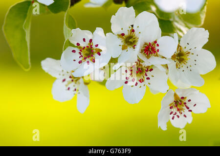 Pear Tree, fioriture, / (Pyrus communis) Foto Stock