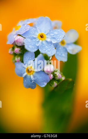 Campo "non ti scordar di me", Baden-Württemberg, Germania / (Myosotis arvense) Foto Stock