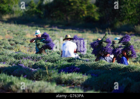 Raccolto di lavanda, campo di lavanda, Provenza, Francia / (Lavendula spec.) Foto Stock