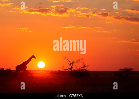 La giraffa, Nxai pan N. P., Botswana, Africa / (Giraffa camelopardalis) Foto Stock