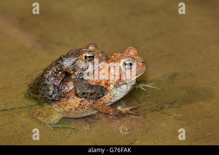 American rospi, Bufo americanus, (Anaxyrus americanus), Maryland, coppia deposizione delle uova Foto Stock