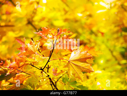 Colorful autumn maple leaves on a tree branch. Yellow autumn leaves background with copy space Foto Stock