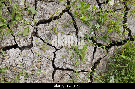 Il terreno asciutto con fessure per lo sfondo Foto Stock