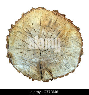 Sawed taglio alberi isolati su sfondo bianco Foto Stock