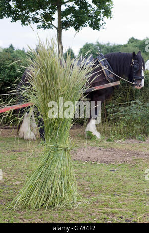 Taglio fresco raccolto di segale con un lavoro di shire cavallo in background Foto Stock