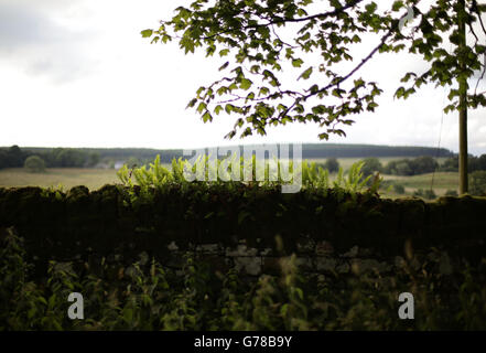 Felci che crescono su una sezione coperta di muschio del Muro di Adriano vicino al Forte romano di Birdoswald in Cumbria. PREMERE ASSOCIAZIONE foto. Data immagine: Mercoledì 16 luglio 2014. Il credito fotografico dovrebbe essere: Filo Yui Mok/PA Foto Stock