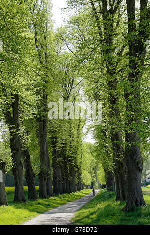 Viale dei Tigli, Lueneburg, Bassa Sassonia, Germania Foto Stock