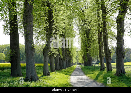 Viale dei Tigli, Lueneburg, Bassa Sassonia, Germania Foto Stock