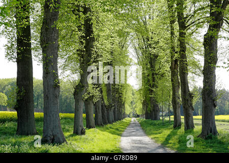 Viale dei Tigli, Lueneburg, Bassa Sassonia, Germania Foto Stock