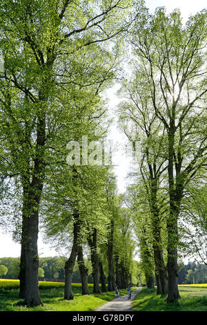 Viale dei Tigli, Lueneburg, Bassa Sassonia, Germania Foto Stock