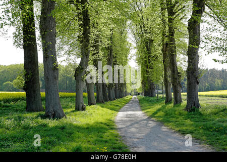 Viale dei Tigli, Lueneburg, Bassa Sassonia, Germania Foto Stock