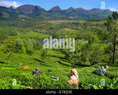 Il tè verde piantagioni nelle montagne di Munnar Kerala, India Foto Stock