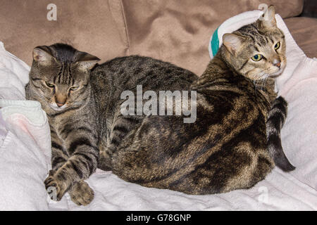 Due colori grigio e marrone striato cuddling gatti in una sedia Foto Stock