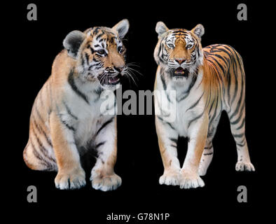 Due di Amur tiger su uno sfondo nero Foto Stock