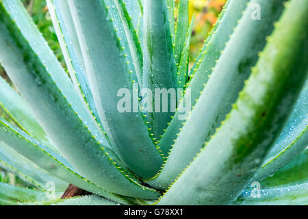 Pianta di agave con acqua sulle foglie dopo la pioggia Foto Stock