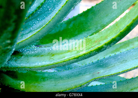 Pianta di agave con acqua sulle foglie dopo la pioggia Foto Stock