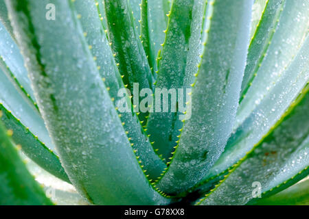 Pianta di agave con acqua sulle foglie dopo la pioggia Foto Stock