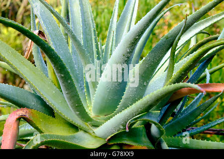 Pianta di agave con acqua sulle foglie dopo la pioggia Foto Stock