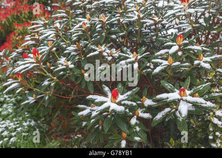 Red rhododendron bud coperto a fine aprile la neve, REGNO UNITO Foto Stock