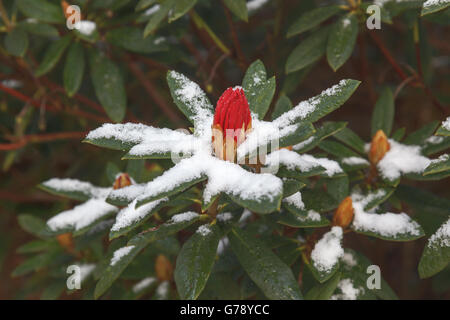 Red rhododendron bud coperto a fine aprile la neve, REGNO UNITO Foto Stock