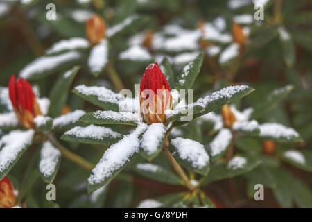 Red rhododendron bud coperto a fine aprile la neve, REGNO UNITO Foto Stock