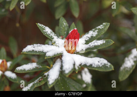 Red rhododendron bud coperto a fine aprile la neve, REGNO UNITO Foto Stock