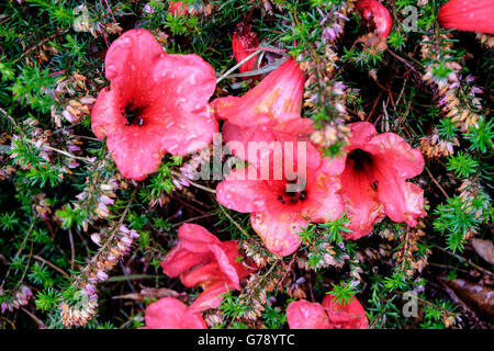 Caduto Azalea rossa fiori coperti di gocce di pioggia e giacente su di Heather Foto Stock