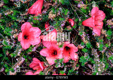 Caduto Azalea rossa fiori coperti di gocce di pioggia e giacente su di Heather Foto Stock
