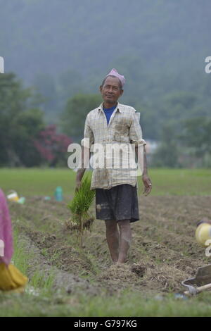 Kathmandu, Nepal. Il 25 giugno, 2016. Come la stagione dei monsoni inizia nepalesi, impianto di coltivatori di riso in un campo di risone all'inizio della stagione dei monsoni in Khokana, periferia della capitale Kathmandu, Nepal, 25 giugno 2016. Credito: imagespic/Alamy Live News Foto Stock