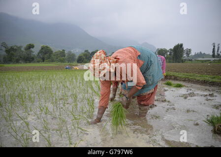 Kathmandu, Nepal. Il 25 giugno, 2016. Come la stagione dei monsoni inizia nepalesi, impianto di coltivatori di riso in un campo di risone all'inizio della stagione dei monsoni in Khokana, periferia della capitale Kathmandu, Nepal, 25 giugno 2016. Credito: imagespic/Alamy Live News Foto Stock