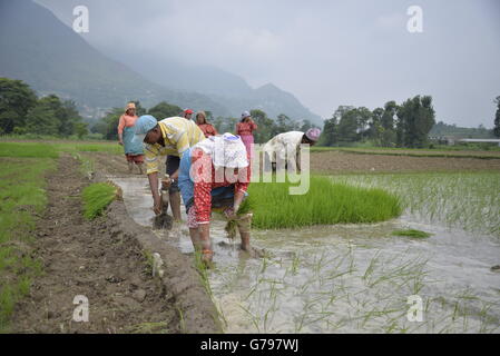 Kathmandu, Nepal. Il 25 giugno, 2016. Come la stagione dei monsoni inizia nepalesi, impianto di coltivatori di riso in un campo di risone all'inizio della stagione dei monsoni in Khokana, periferia della capitale Kathmandu, Nepal, 25 giugno 2016. Credito: imagespic/Alamy Live News Foto Stock