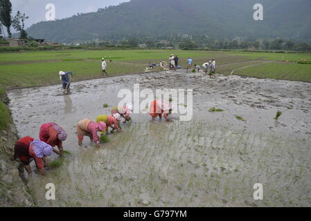 Kathmandu, Nepal. Il 25 giugno, 2016. Come la stagione dei monsoni inizia nepalesi, impianto di coltivatori di riso in un campo di risone all'inizio della stagione dei monsoni in Khokana, periferia della capitale Kathmandu, Nepal, 25 giugno 2016. Credito: imagespic/Alamy Live News Foto Stock