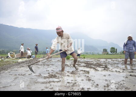 Kathmandu, Nepal. Il 25 giugno, 2016. Come la stagione dei monsoni inizia nepalesi, impianto di coltivatori di riso in un campo di risone all'inizio della stagione dei monsoni in Khokana, periferia della capitale Kathmandu, Nepal, 25 giugno 2016. Credito: imagespic/Alamy Live News Foto Stock