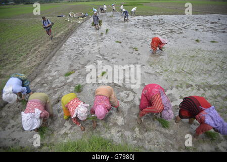 Kathmandu, Nepal. Il 25 giugno, 2016. Come la stagione dei monsoni inizia nepalesi, impianto di coltivatori di riso in un campo di risone all'inizio della stagione dei monsoni in Khokana, periferia della capitale Kathmandu, Nepal, 25 giugno 2016. Credito: imagespic/Alamy Live News Foto Stock