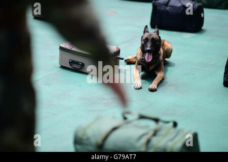 Shenzhen. Il 26 giugno, 2016. Un farmaco-sniffing dog partecipa a un corso di formazione presso un distacco di confine provinciale difesa corps della Cina del sud della provincia di Guangdong, 26 giugno 2016. Domenica si celebra la Giornata Internazionale contro l abuso e il traffico illecito di droghe. Farmaco-sniffing i cani sono una forza chiave nella lotta contro il traffico illecito di stupefacenti. Credito: Liao Jian/Xinhua/Alamy Live News Foto Stock