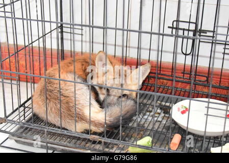 Zhengzhou, Zhengzhou, CHN. Il 25 giugno, 2016. Zhengzhou, Cina - 25 Giugno 2016: (solo uso editoriale. Cina OUT) una volpe rossa è catturato in un shcool su Giugno 24 e inviato a Zhengzhou Wild Animal Center. © SIPA Asia/ZUMA filo/Alamy Live News Foto Stock