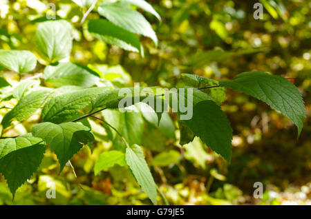 Messa a fuoco selettiva su un ramo di un albero con grandi foglie verdi in primo piano e sfocata arbusti ed erba sotto la luce diretta del sole i Foto Stock