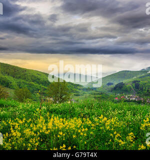 Paesaggio estivo. Fiori di colore giallo sul prato collina. village vicino alla foresta di nebbia di mattina sulla montagna Foto Stock