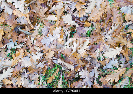 Vista in pianta di uno strato del caduto foglie di quercia sul prato di erba verde nel parco Foto Stock