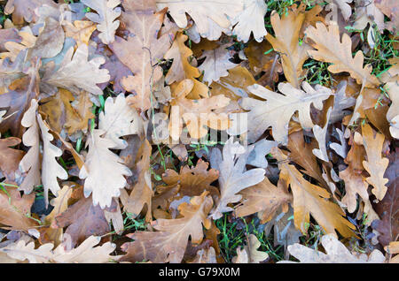 Vista in pianta di uno strato del caduto foglie di quercia sul prato di erba verde della foresta Foto Stock